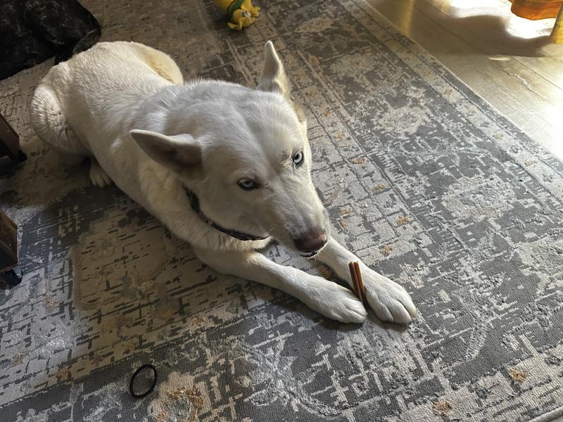 Kuma showing her chewing skills!