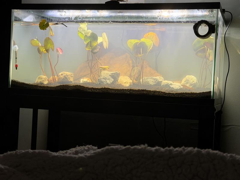 4 were bought and 4 were alive and well