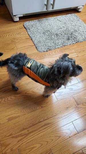 Chewy thundershirt hotsell