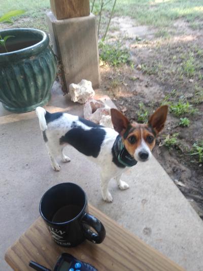 Katie, our loving rescue girl (rat terrier)