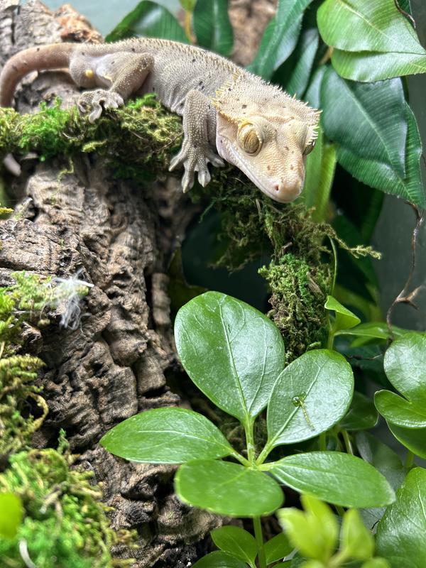 Happy gecko!