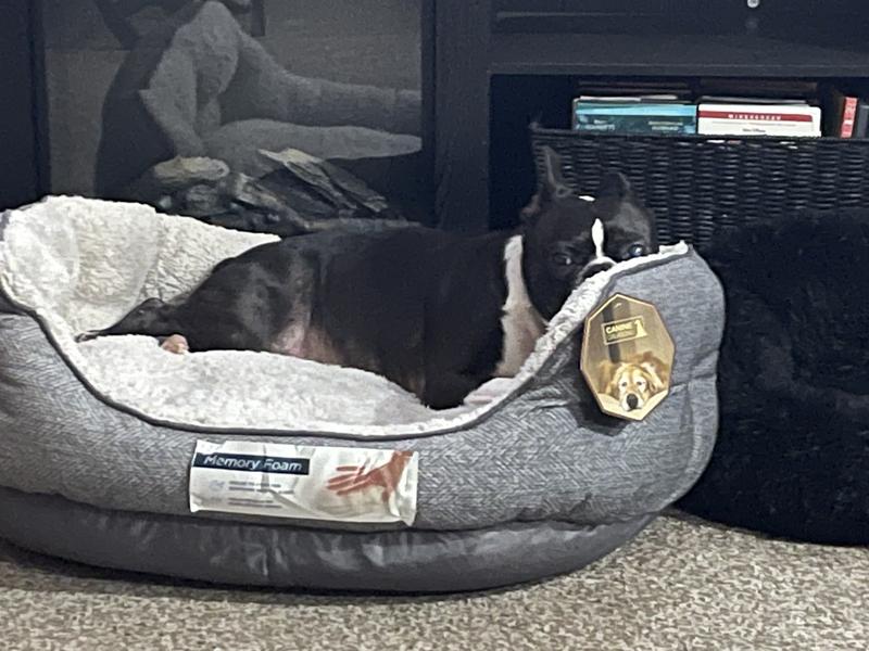 As you can see they are really enjoying their time in this bed!