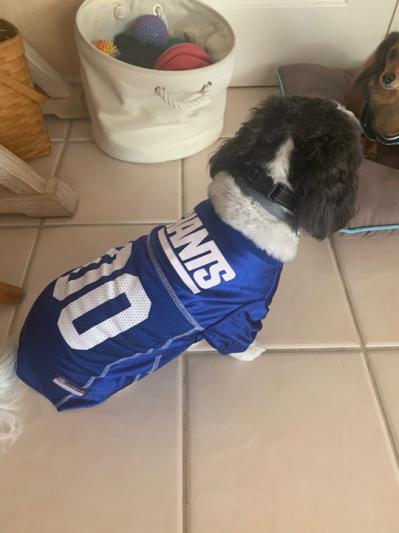 Discontinued PETS FIRST Carson Wentz Dog Jersey X Small Chewy