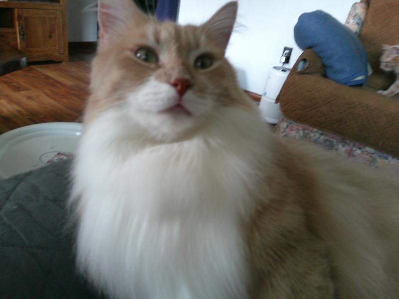 Bo and Buttons loves Friskies Party Mix.