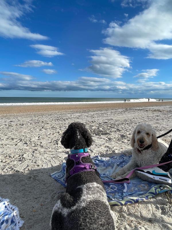 Enjoying the Sun and Surf with Happy Bellies