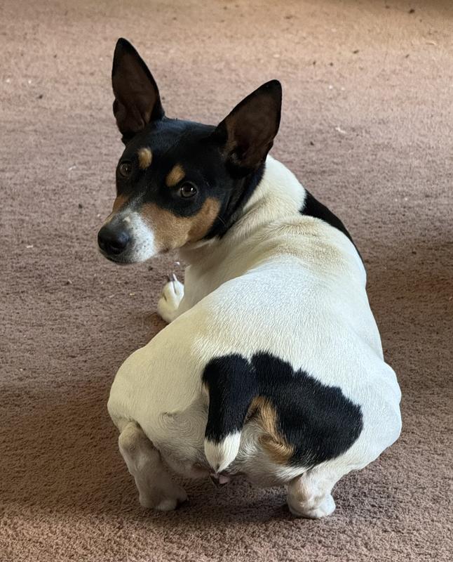 Mama Iris, my Rat Terrier and Chief Coordinator of Chaos eats this everyday!