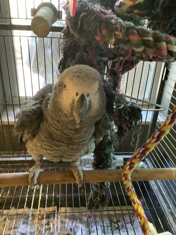 He is 29 yrs old Africa gray that very smart