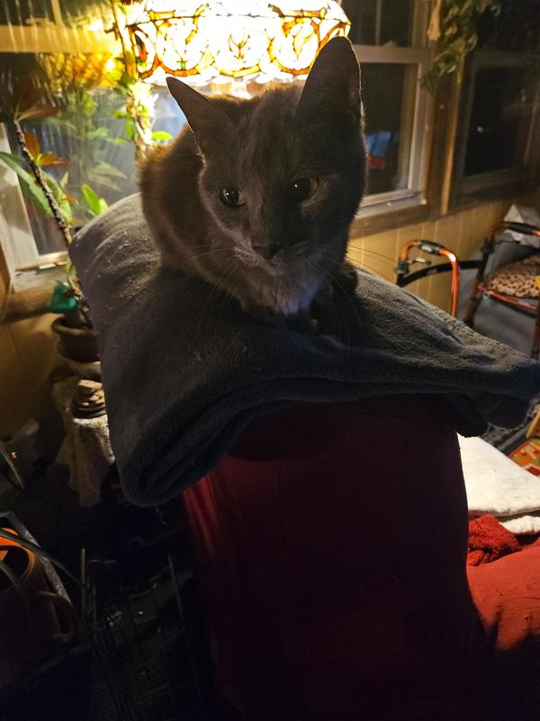 Fancy feast only please..