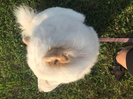 Ozzy with his clean coat