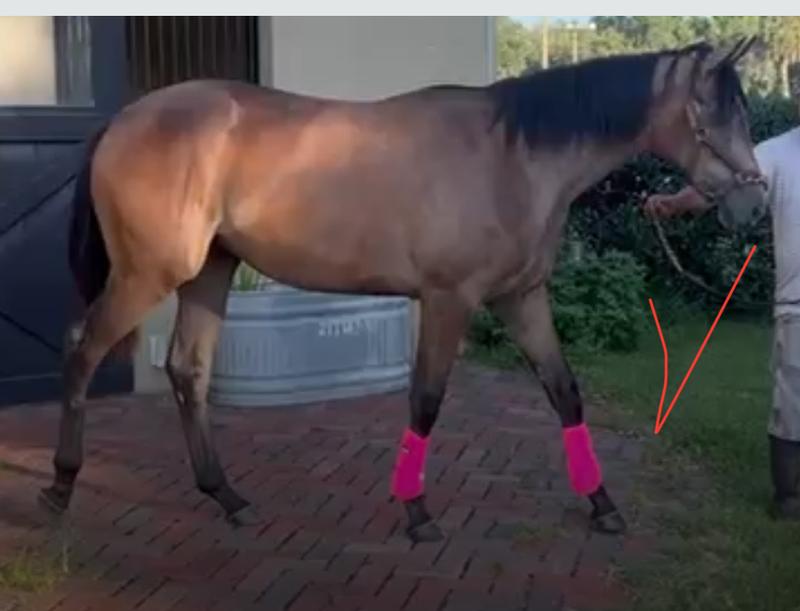 Yearling filly out for her walk