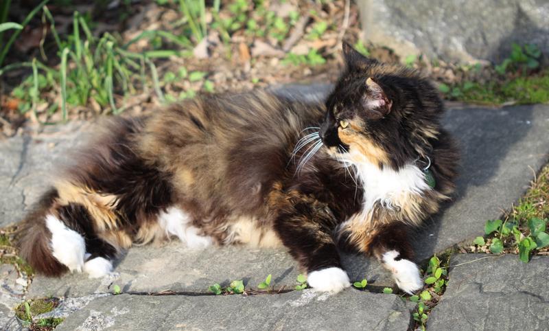 Happy healthy cat that enjoys the outdoors
