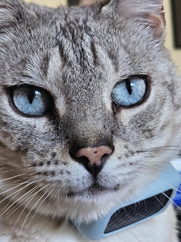 Picture of the picky cat.