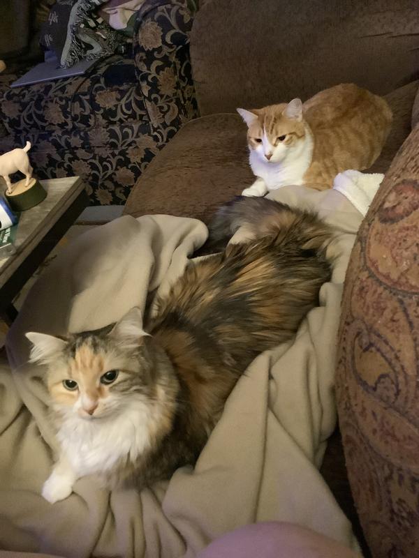 The two purr girls after playing for 30 minutes with their cat gyro toys.