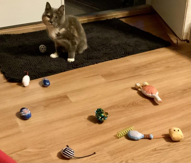 Cleo thought there were too many toys, but ended up playing with the black and white jingle ball