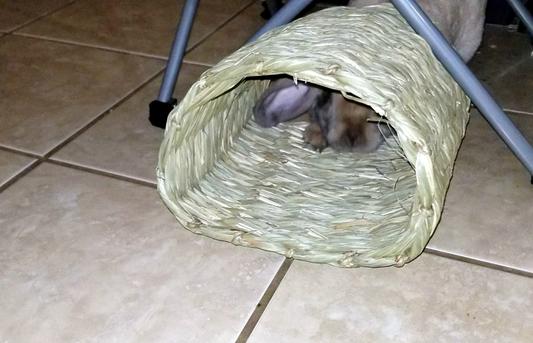 Mini lop rabbit peaking through.