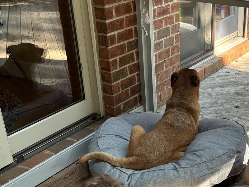 Guarding the house from squirrels