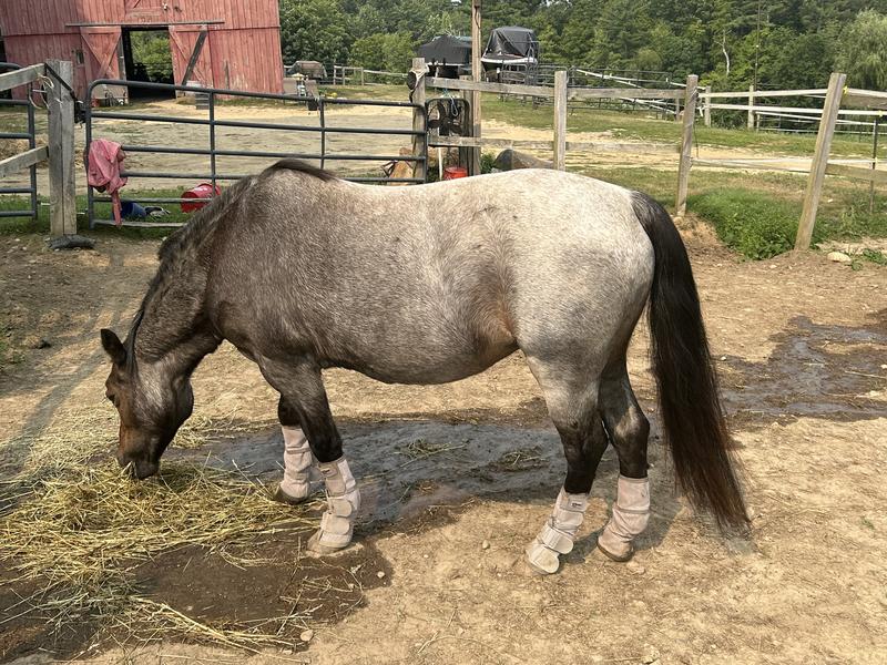 Jazzy happy in Cashel Fly boots!
