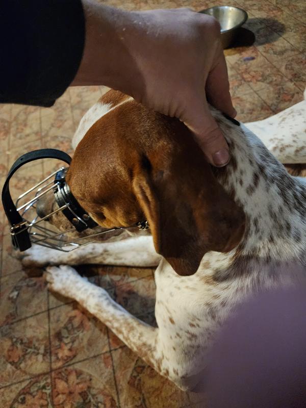 6 month german pointer