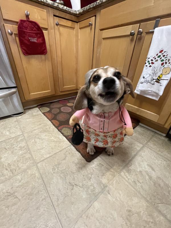 dog dressed as old lady Old lady dog costume for Halloween  #dogsofttiktok