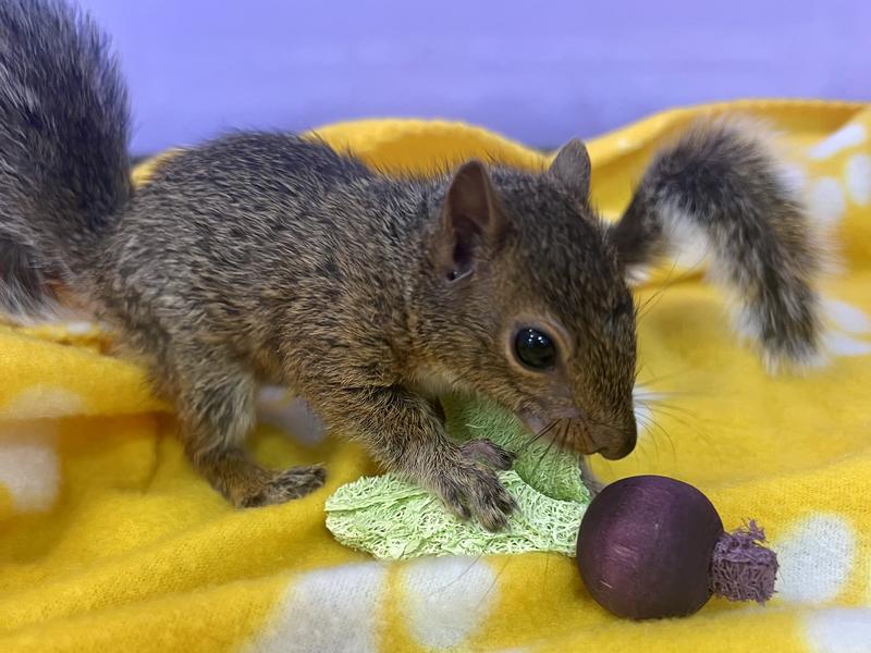 Squirrel feeling the A&E Company Turnip Chew.