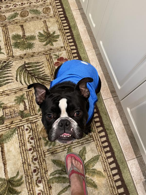 GF PET Elastofit Ice Dog Vest, XLarge