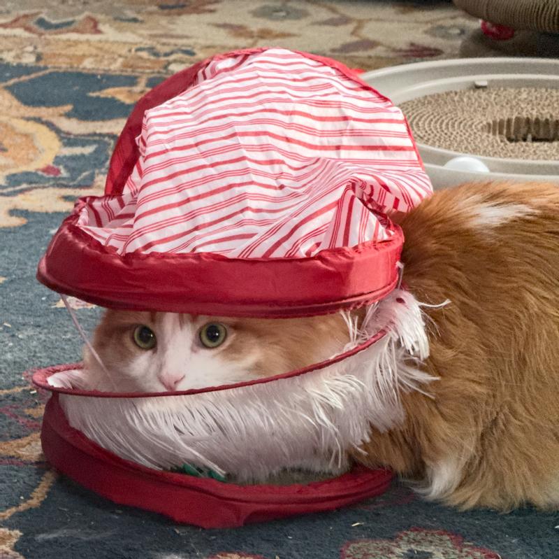 How did you do that Willa?