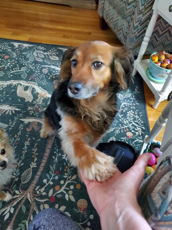 "I'll give you my paw for some!"