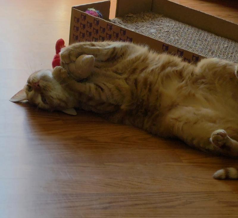 Percival (m) 3 years old
