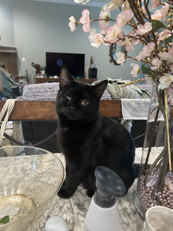 Ruby My youngest is blind in one eye and partially in the other she needs daily eye washings and antibiotics jell added to her eyes but it hasn’t slowed her down when it’s time to eat or play