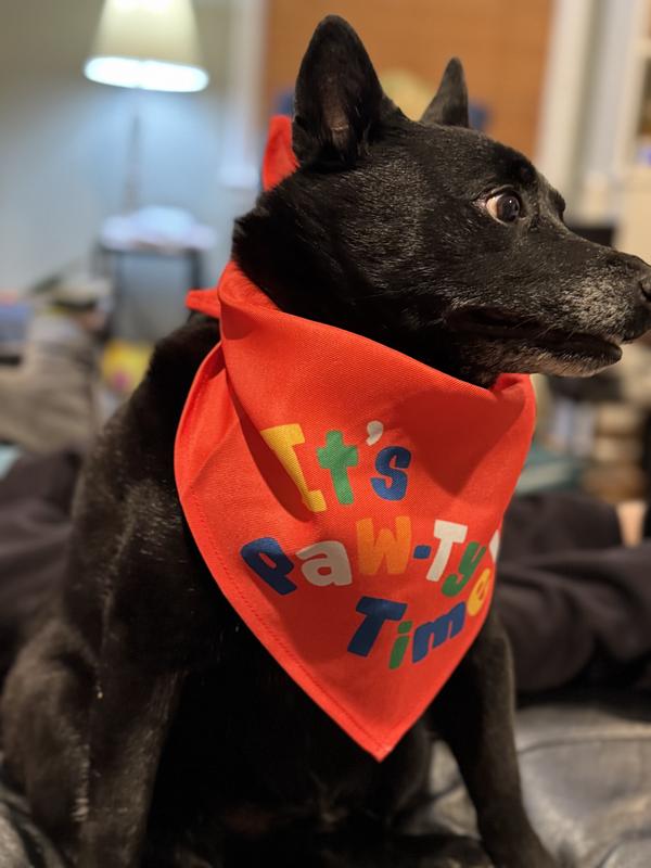 Schipperke-mix striking poses for the camera - all ready for his PAWTY!