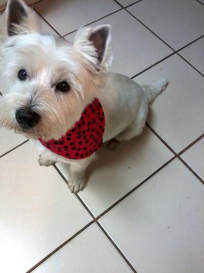 Westie Gwynn