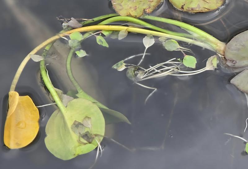 Close up of plant 3