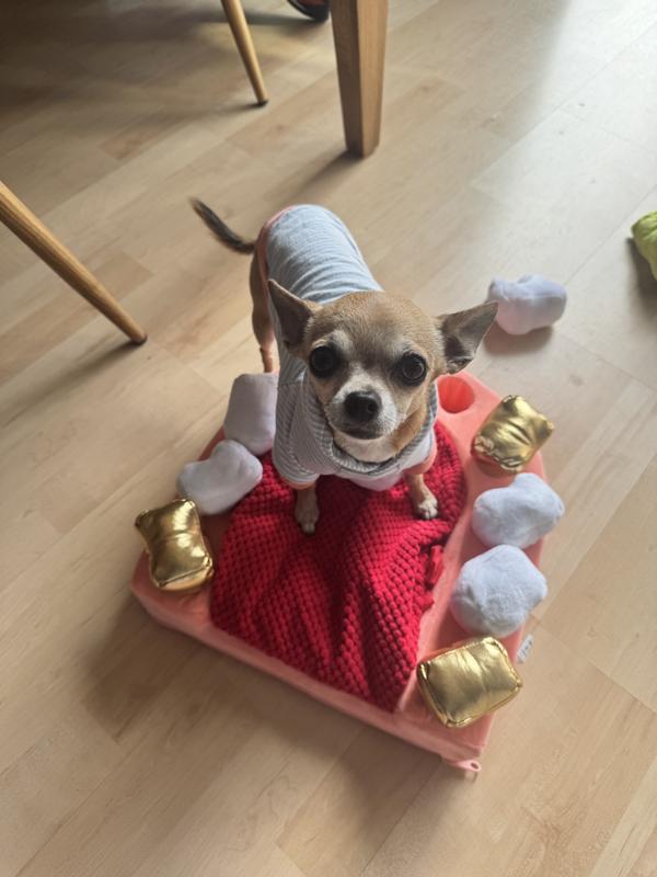 A puppy and her teeth