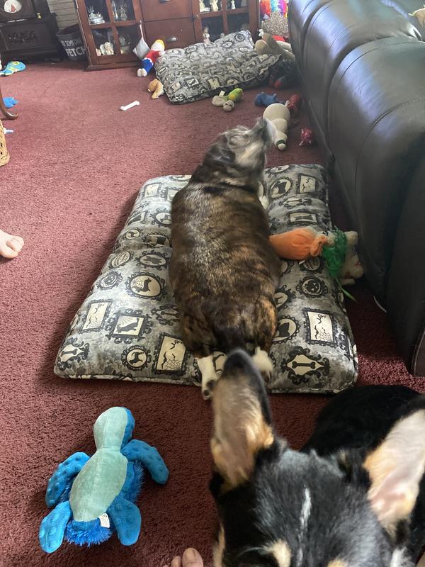Diva