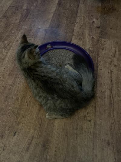 best kitty litter box for large cats Rattan Cat Litter Box Enclosure