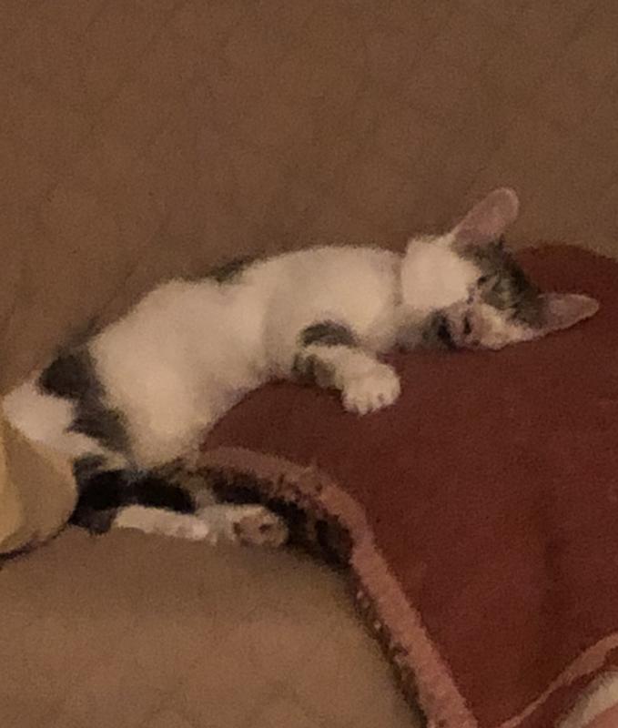 Lewis   In his favorite  Past time