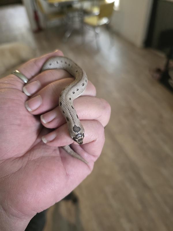 My baby Western Hognose 😍