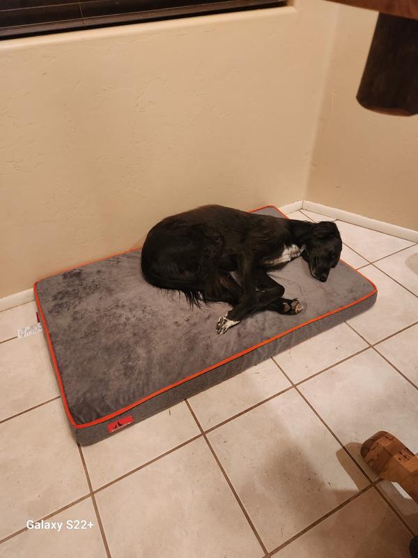 Brindle dog clearance bed review