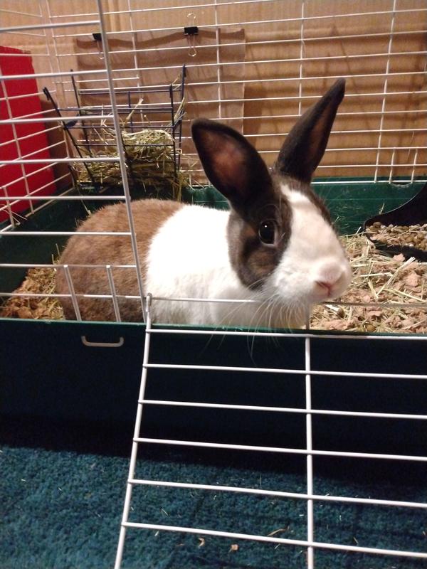 Where's my dinner?