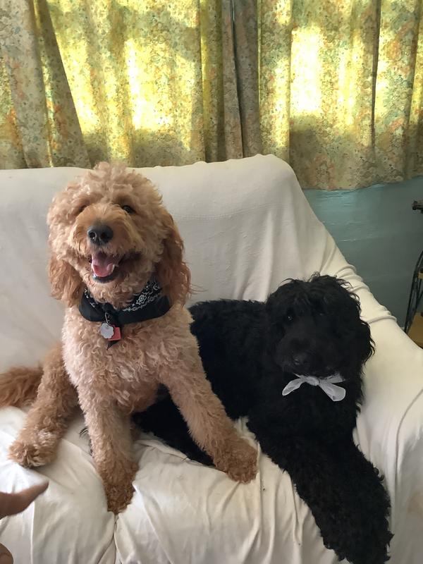 Happy Girlz🐾🩷🐾