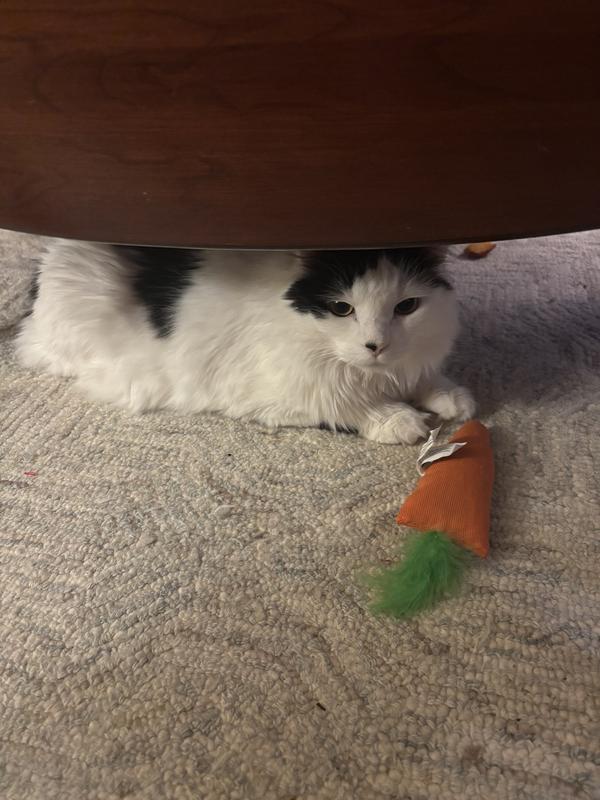 Just a boy and his carrot