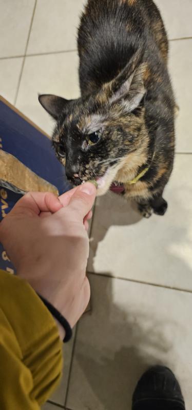 Pumpkin enjoying the treat