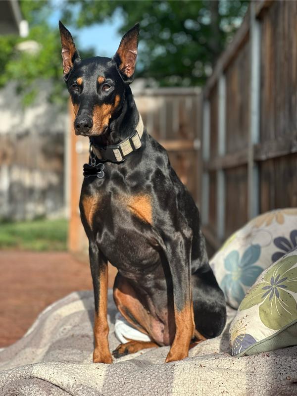 Zara has been on Purina Pro Plan Adult 7+ for 3 years