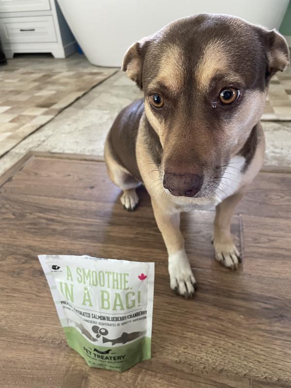 Lady is trying to be still for the photo and waiting for her treat!