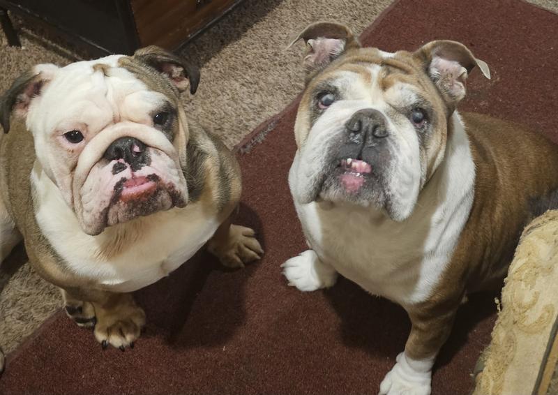 THEY HAVE SKIN ALLERGIES AND THE OATMEAL SOOTHES THEIR IRRITATION.