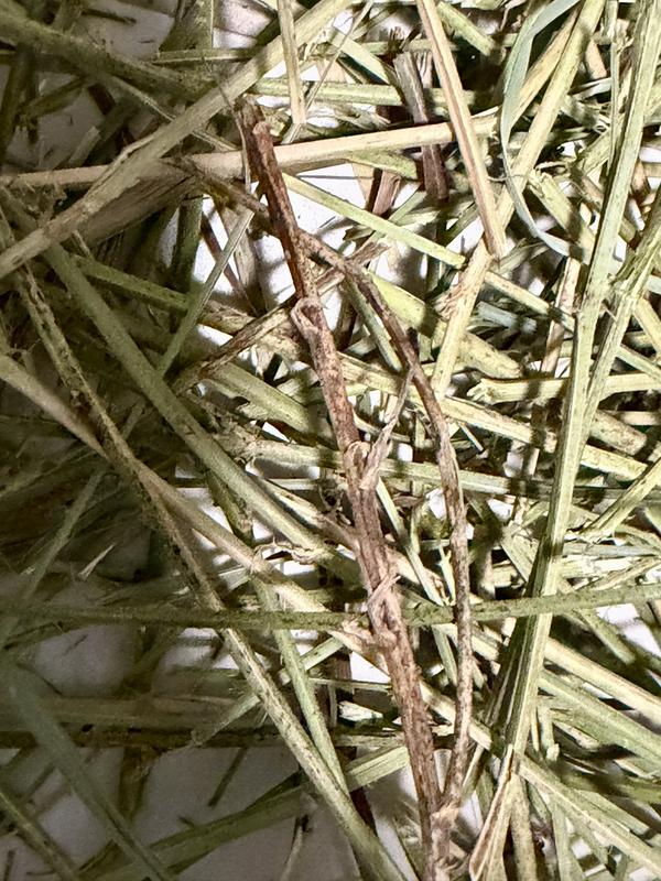 RABBIT HOLE HAY Ultra Premium Hand-Packed Soft Orchard Grass for Small ...