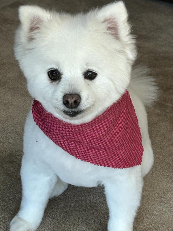 LilyJo waiting for her NomNom