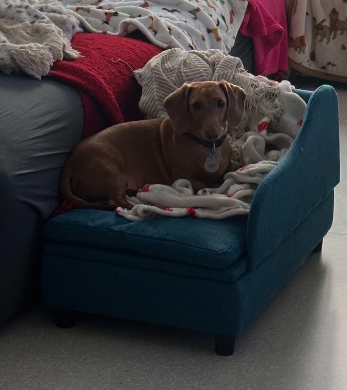 Putting it next to our couch works like a ramp but also gives him his space, close to us.