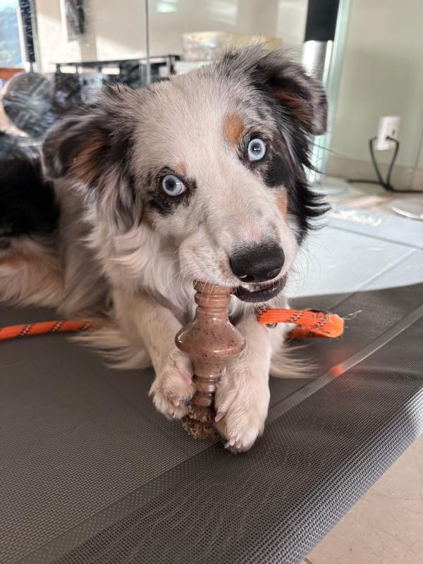 Bacon flavor is Cassidy's favorite!