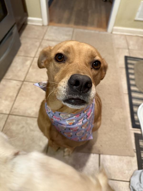 My newest rescue, Maggie  is a ball expert !